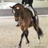 MDA Turkey Trot Show